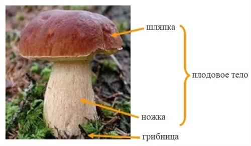 что такое грибница и плодовое тело гриба
