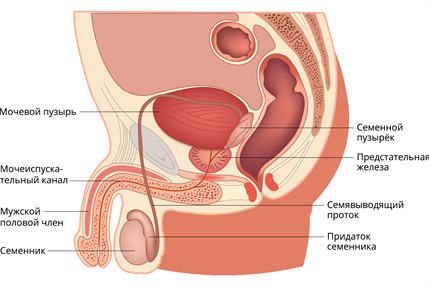 Строение и функция женских половых органов