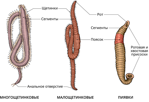 форма тела червя