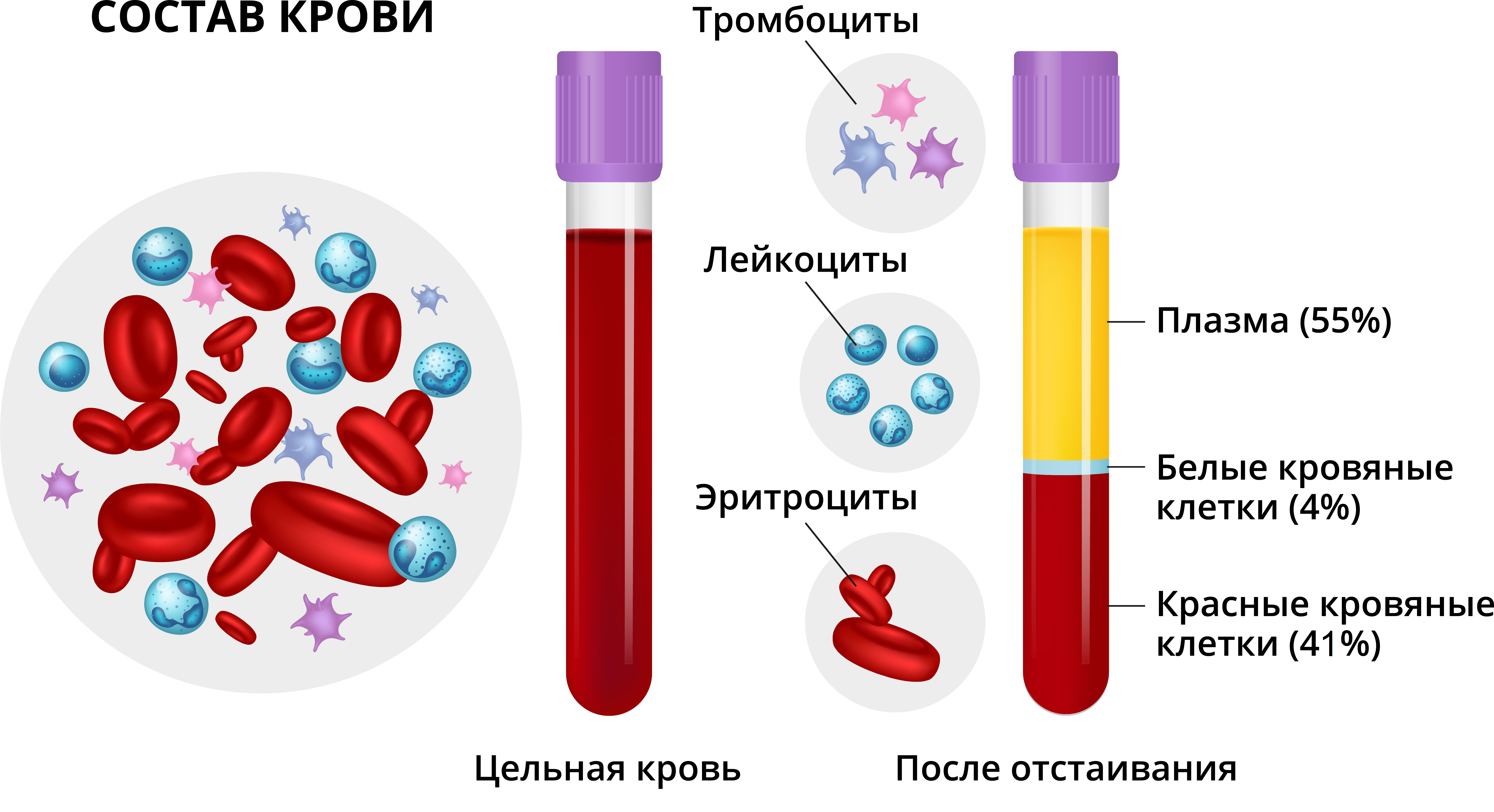 Какие соли в крови. Кровь эритроциты лейкоциты тромбоциты. Кровь: форменные элементы крови, плазма крови. Состав крови плазма эритроциты лейкоциты. Состав крови таблица плазма и форменные элементы.