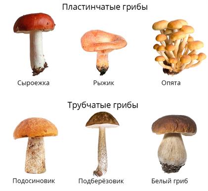 Шляпочные грибы: трубчатые и пластинчатые — урок. Биология, 5 класс.