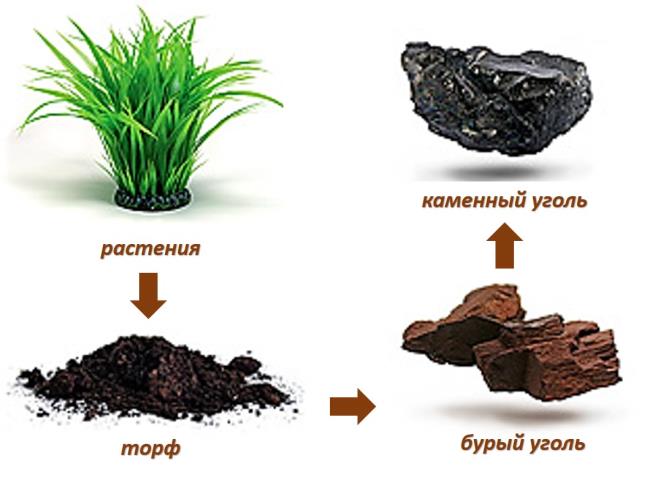 Остатки растительного происхождения. Образование каменного угля. Схема образования каменного угля. Образование торфа и каменного угля. Процесс образования угля.