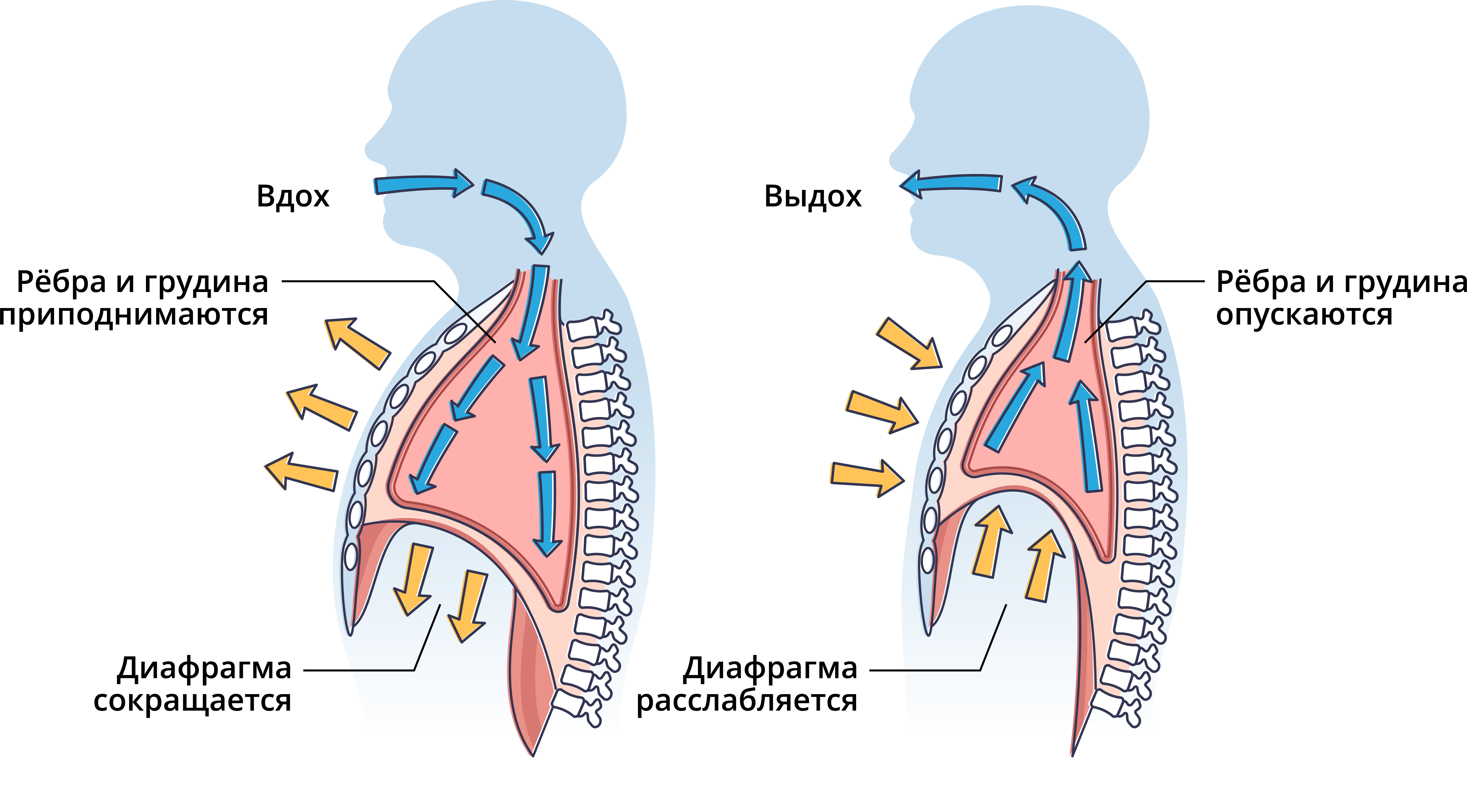 Механизм дыхательных движений вдоха и выдоха. Дыхание схема вдох выдох. Дыхательные движения схема вдох выдох. Механизм вдоха и выдоха анатомия. Роль грудной клетки в процессе дыхания