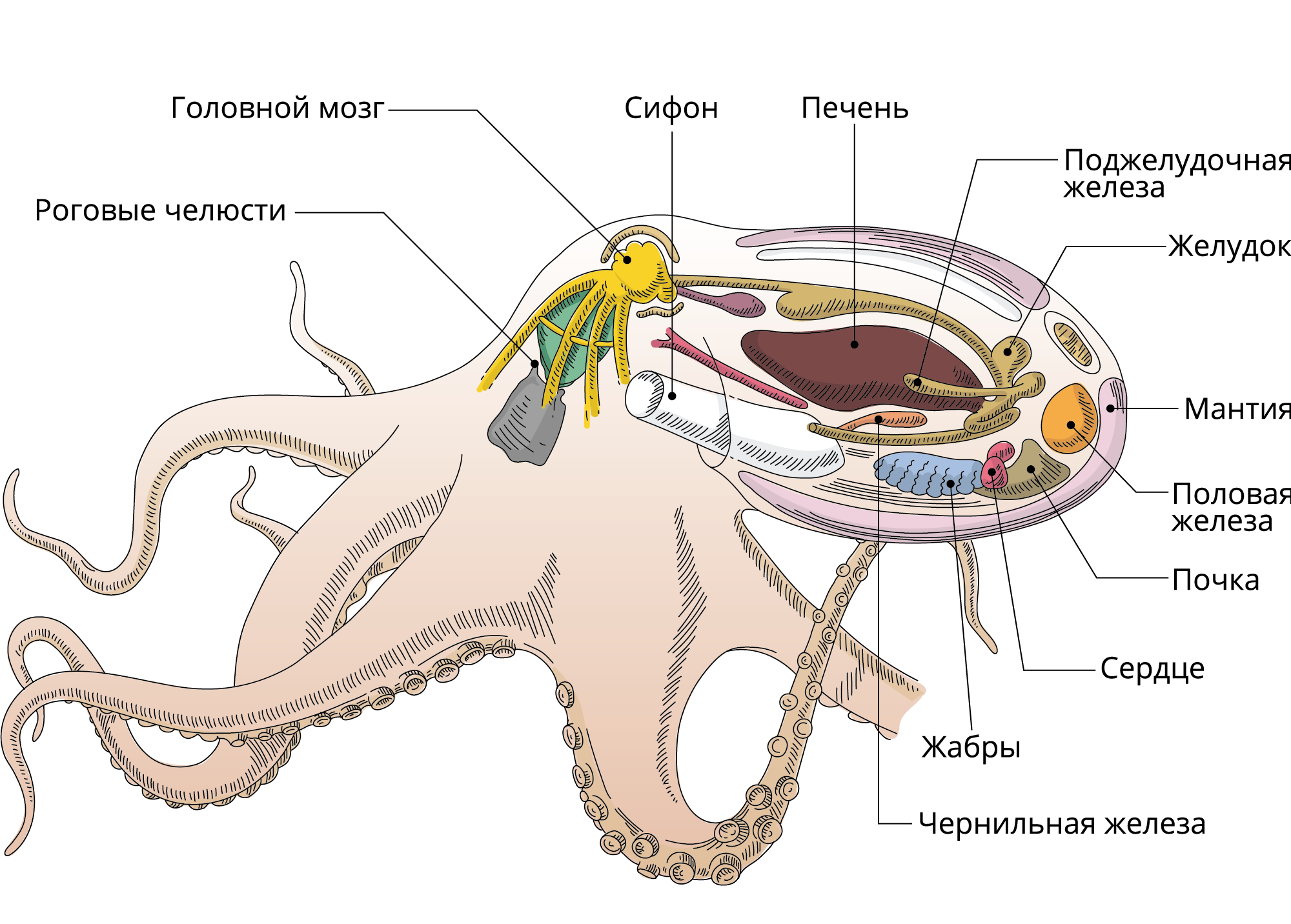 Отдел головоногие. Выделительная система головоногих. Выделительная система осьминога. Осьминог анатомия выделительная система. Головоногие моллюски пищеварительная система.