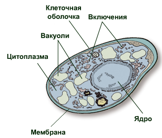 Клеточное строение грибной клетки. Рисунок клетки гриба с обозначениями. Строение грибной клетки лизосома. Строение клетки грибов без подписей. Есть ли ядро у грибов