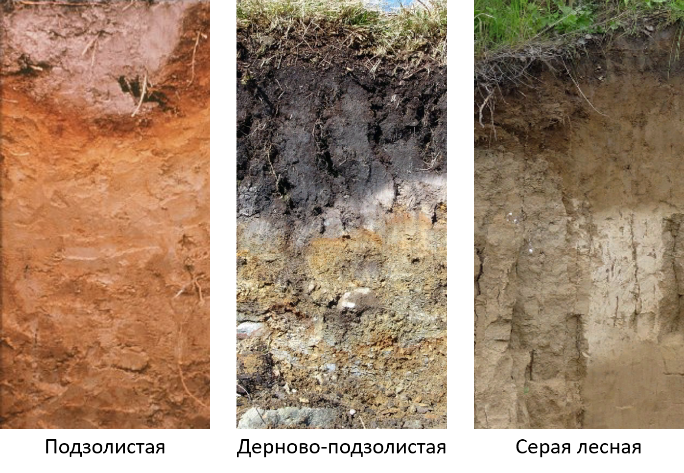 Дерново подзолистый тип почвы природная зона