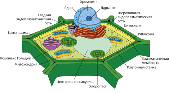 § Клеточная теория. Общий план строения клетки: Общий план строения клеток