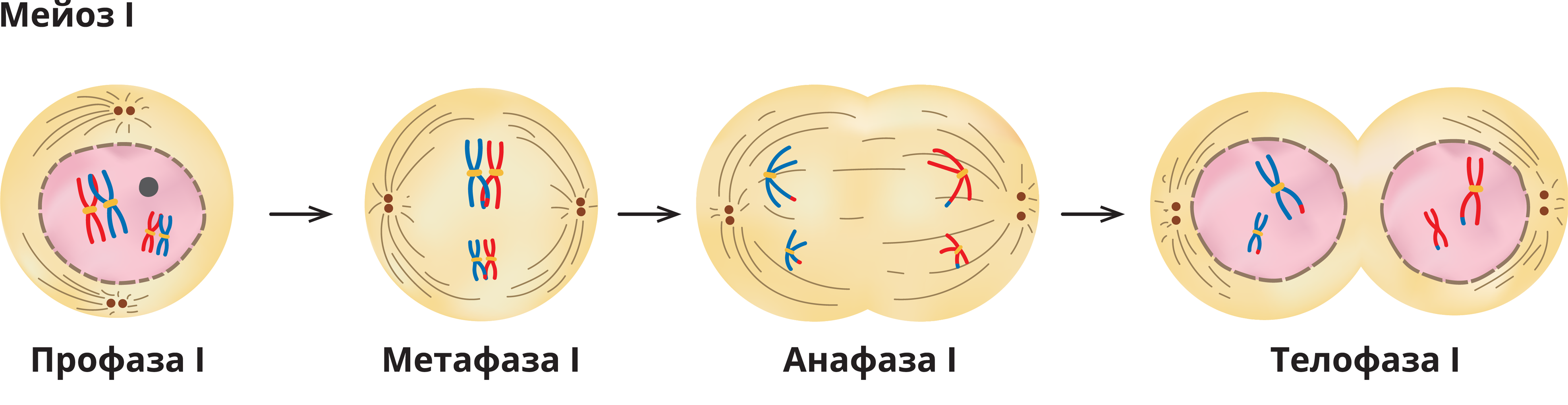 Набор хромосом в телофазе мейоза 1. Митоз интерфаза 2n2c. Профаза 1 хромосомы. Профаза 1 и профаза 2. Телофаза мейоза 1.
