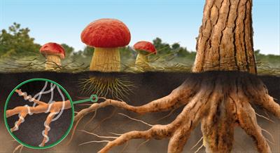 Почему шляпочные грибы предпочитают расти рядом с деревьями: особенности развития и взаимовыгодные отношения