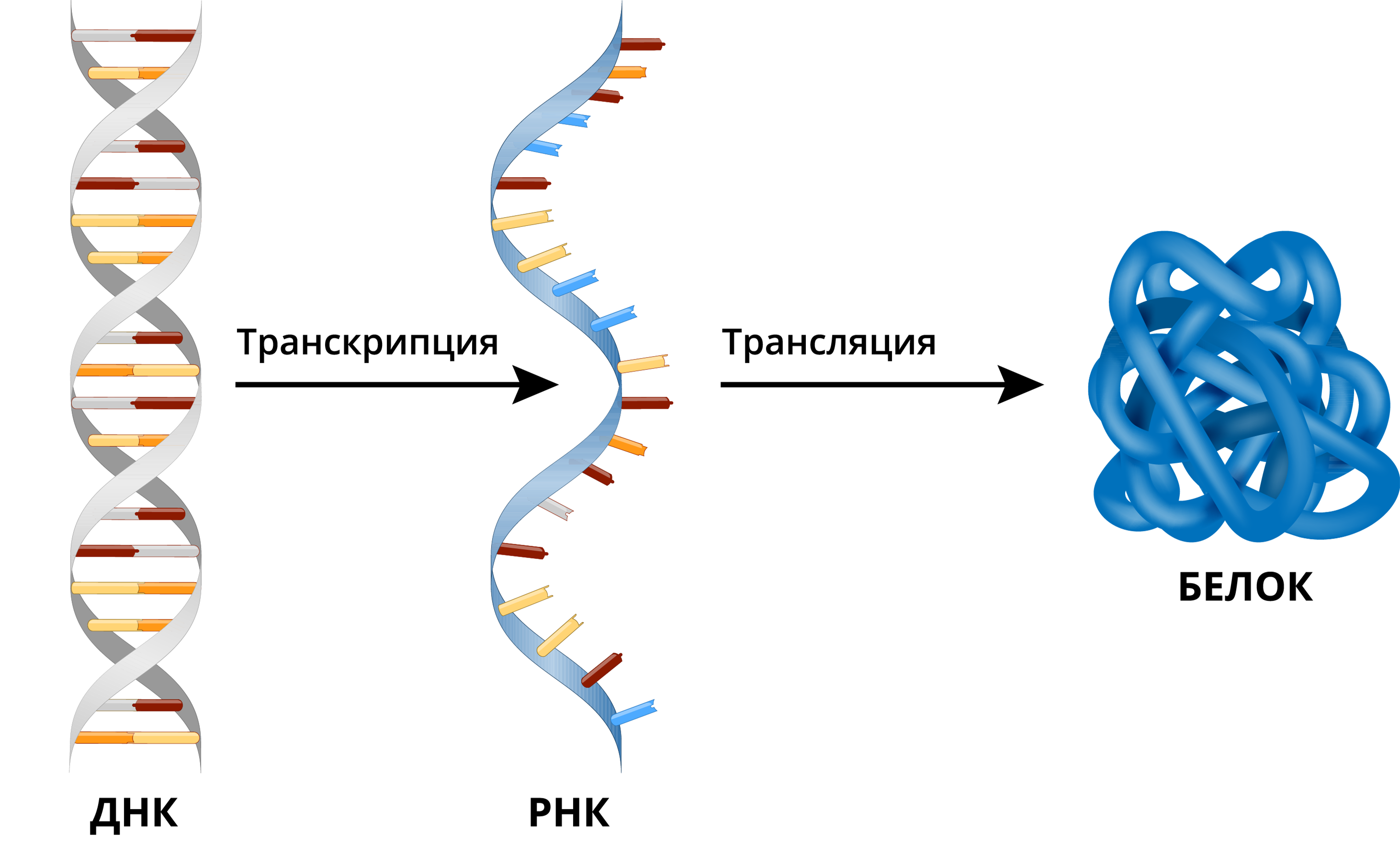 Транскрипция трансляция биосинтез. ДНК РНК белок. Транскрипция и трансляция ДНК. Синтез белка ДНК. Транскрипция трансляция репликация.