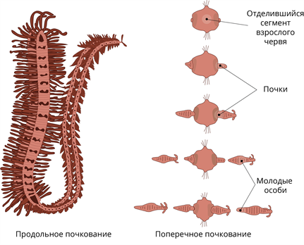 Класс Многощетинковые черви (Полихеты) — урок. Биология, 7 класс.