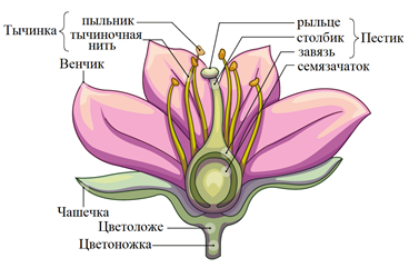 Строение цветка — урок. Биология, 6 класс.