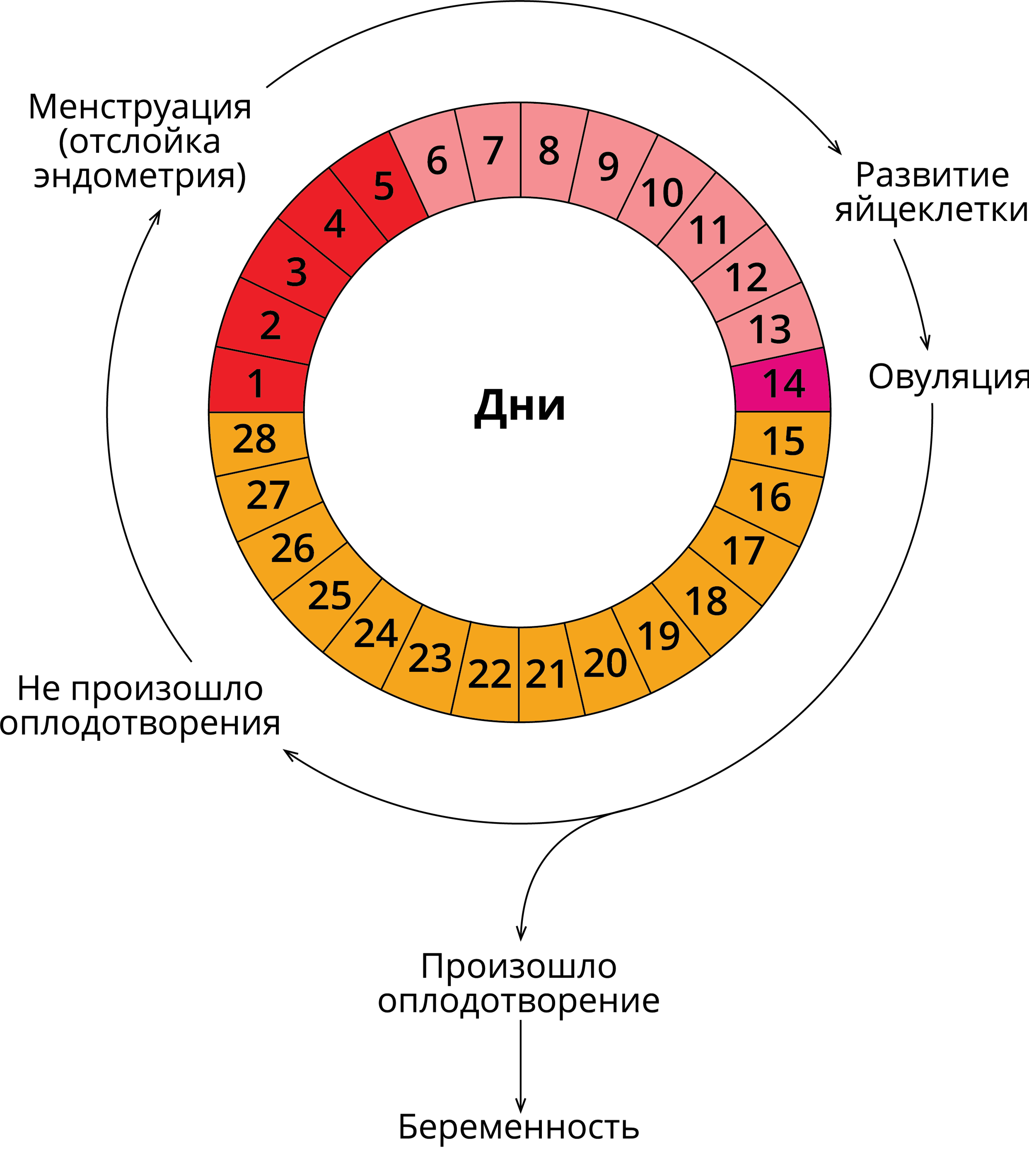 Месячные в первый день норма. Схема цикличность этапов менструального цикла. Двухфазный менструационный цикл схема. Фазы менструационного цикла физиология. Фазы менструационного цикла анатомия.