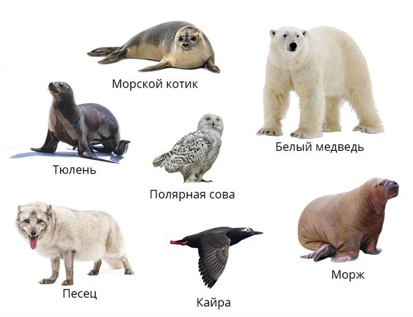 какие животные в арктической пустыне