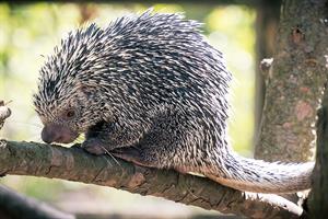 Prehensile_Tail_Porcupine_Curled_and_Relaxed_(18144690005).jpg